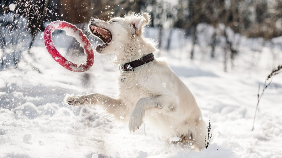 Tipps Hund gesund durch den Winter Hilfe Hund erkältet